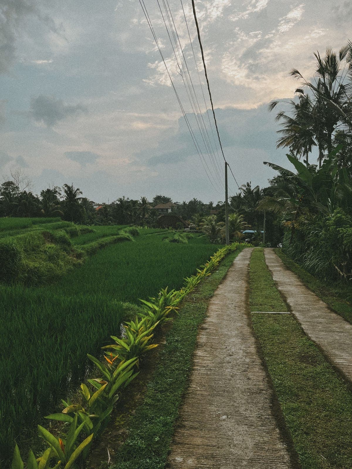 Concrete path between green rice fields in Bali, lined with palm trees
