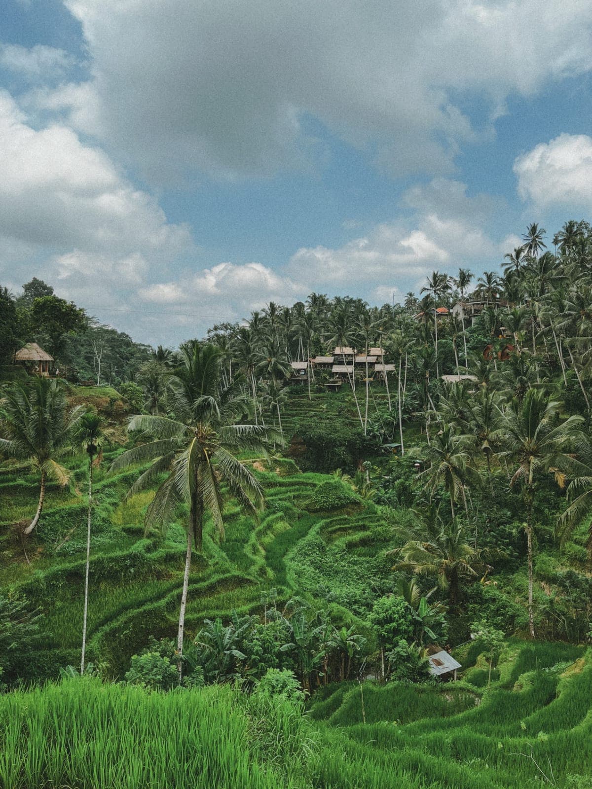Rice terraces in the jungle with coconut palms under a cloudy sky