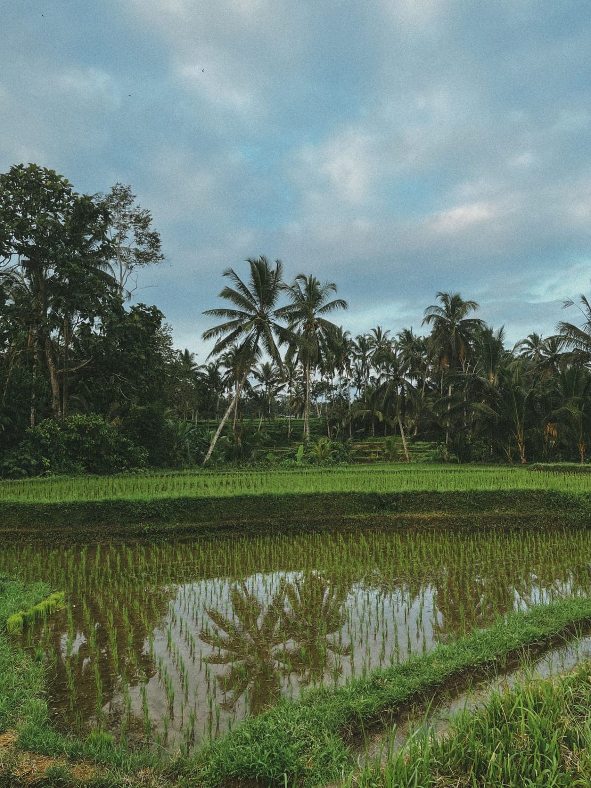 Flooded rice field reflecting palm trees