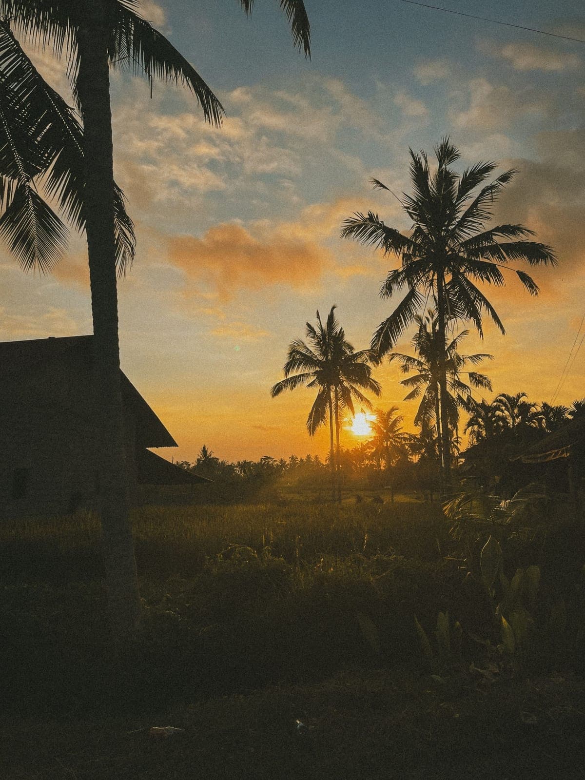 Palm tree silhouettes against an orange sunset