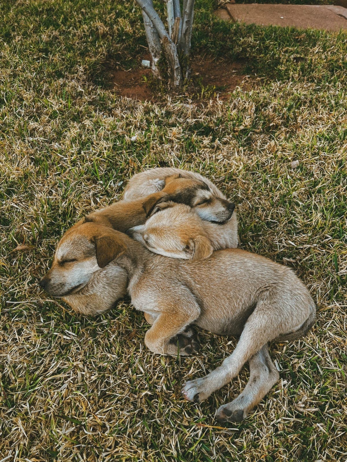 Two sleeping puppies curled up together on the grass