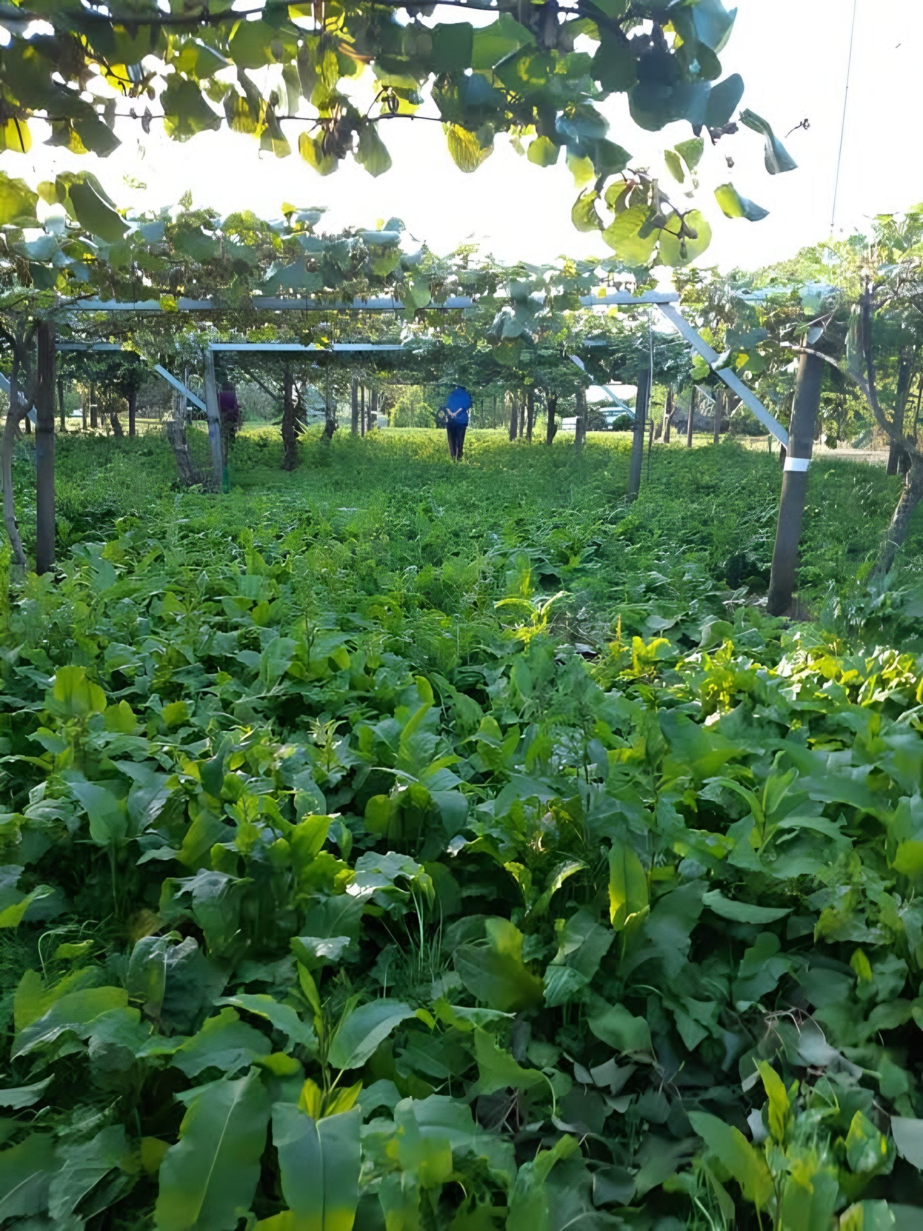 Rows of a kiwi orchard with trellises